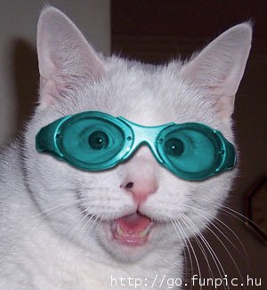 http://www.timber-repair.co.uk/IMAGES/Cat%20in%20goggles.jpg