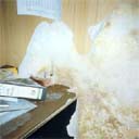 Dry Rot on Office Wall