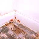 Dry Rot Fruiting Bodies