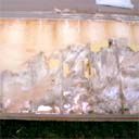 Dry Rot Mycellium
