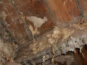 Dry rot on a large joist