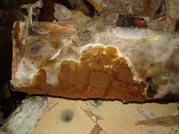 Dry Rot mushroom or 'fruiting body'