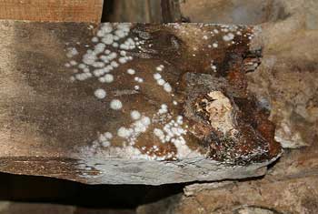 Mould growth on a roof timber