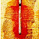 Boron Rod Test - Curcumin