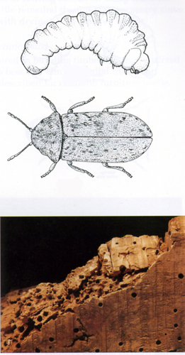 Death Watch Beetle holes