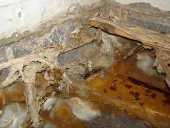 Dry rot under a floor - mainly caused by lack of ventilation.