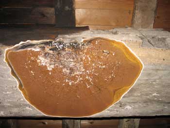 Lovely Fruiting Body of Dry Rot