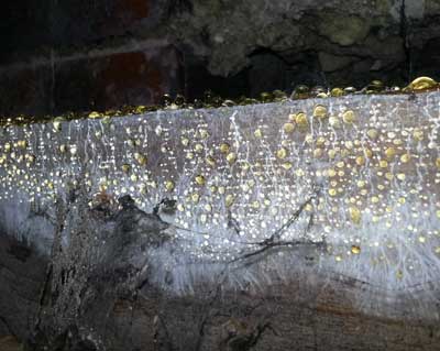 Early Stage Dry Rot - note the droplets  - the 'tears' of this weeping fungus