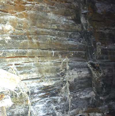 Dry Rot strands on wood - note the deep cracks along the frain and the concave curved shrinkage